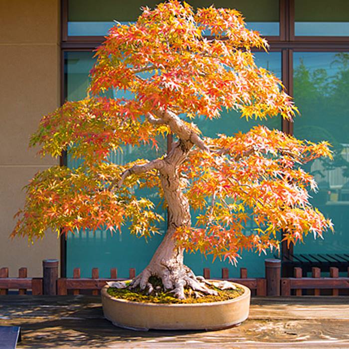 Maple Acer Tree