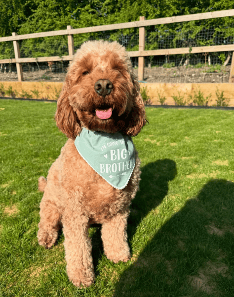 Laura Adlington dog with bog brother neckerchief 