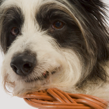 preparing-pets-for-a-new-arrival-sq