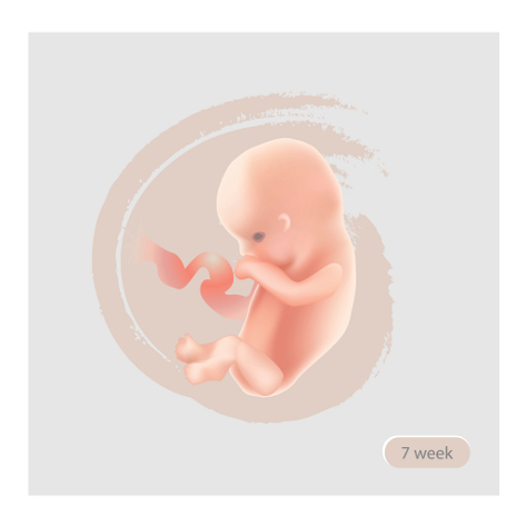 Baby development trimester 1 474