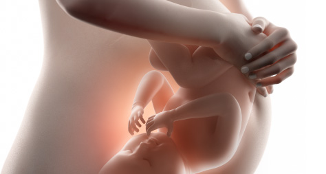 Baby development in the womb